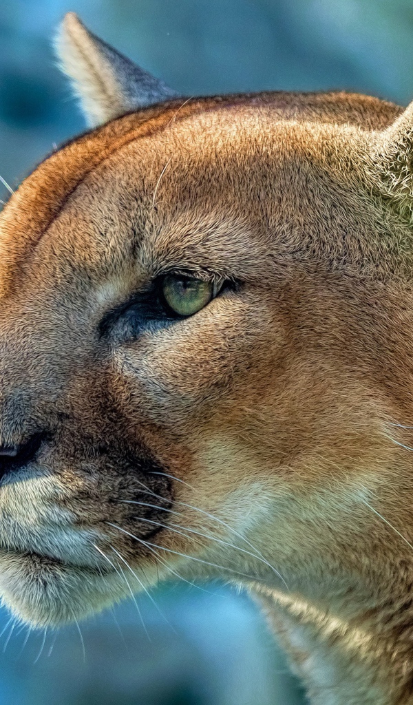 Морда грозной пумы