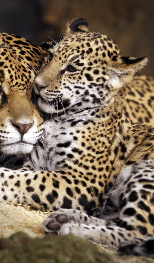 Семья пятнистых ягуаров 