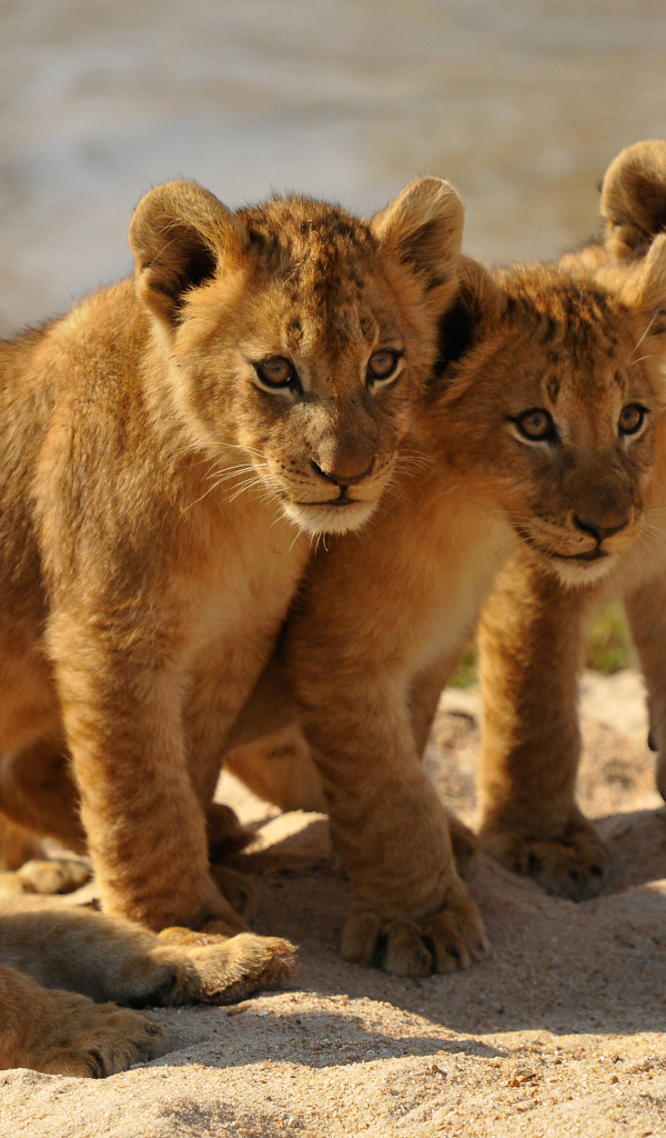Четыре маленьких львенка стоят на песке