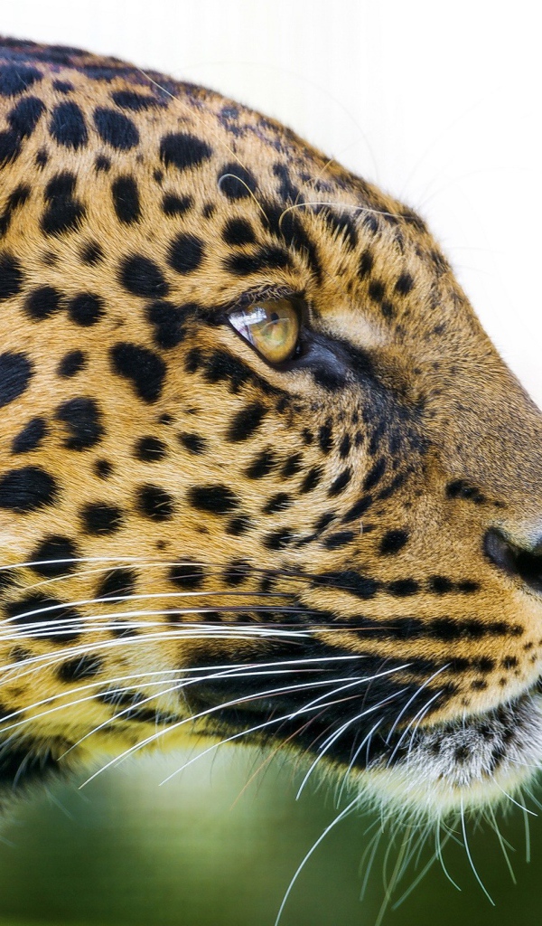 Большая пятнистая кошка леопард 