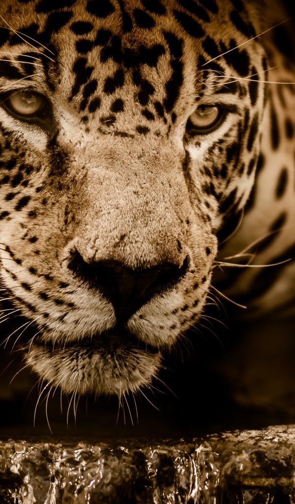 Большой эффектный ягуар