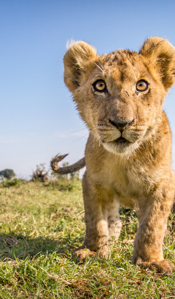 Заинтересованный взгляд маленького львенка 