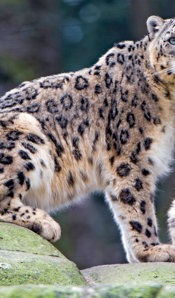 Большой снежный барс с детенышем 