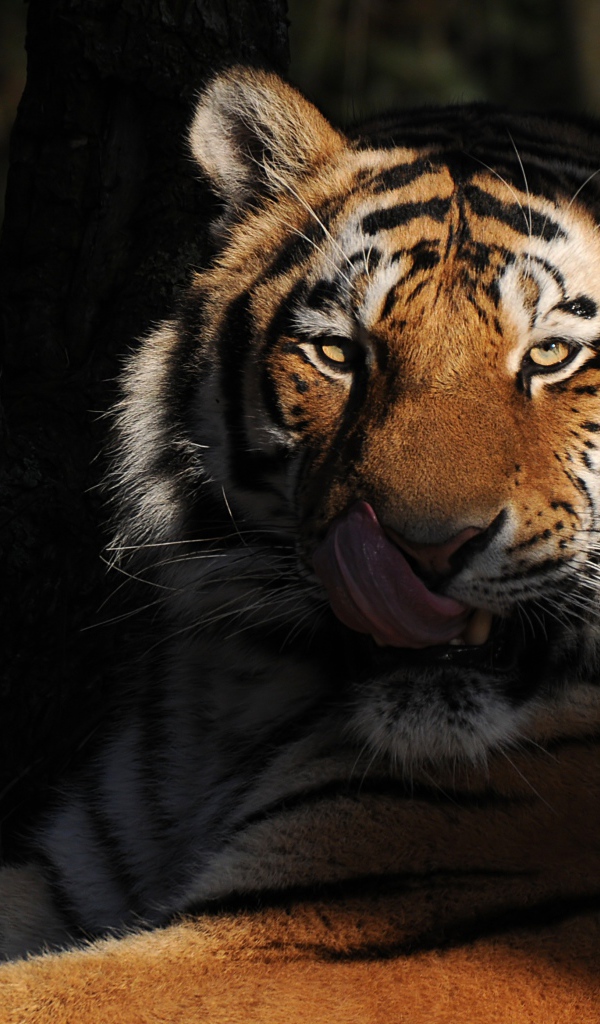 Большой полосатый тигр с высунутым языком