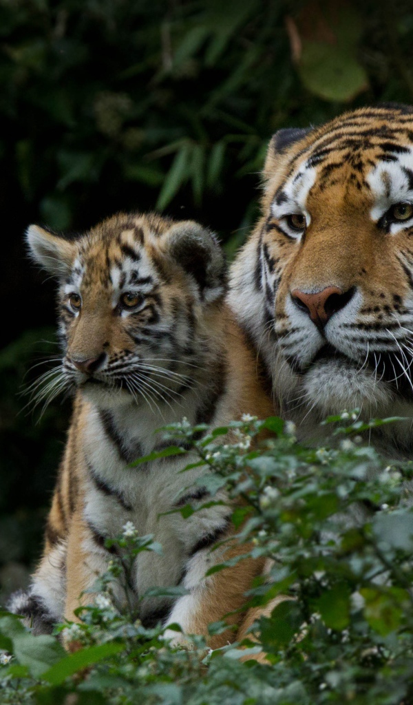 Большая тигрица с маленьким детенышем  