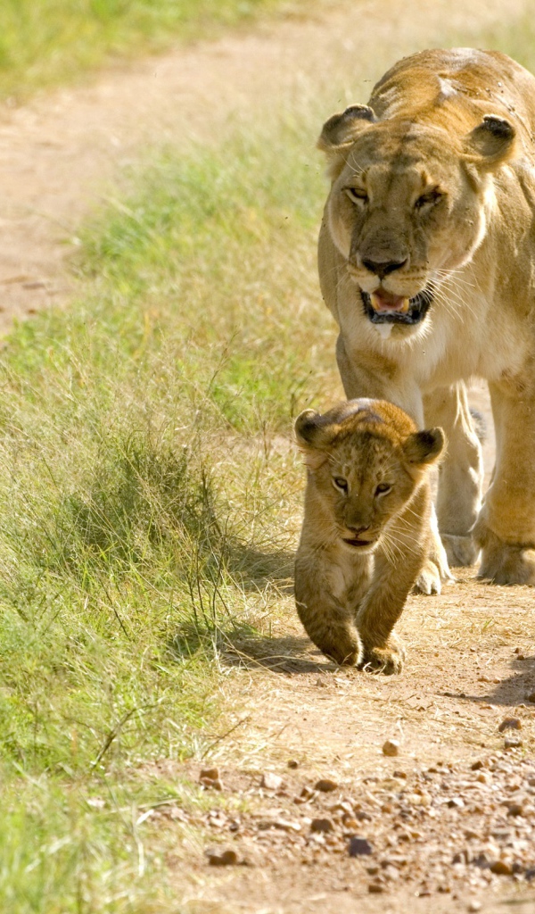 Львица и пять маленьких львят 