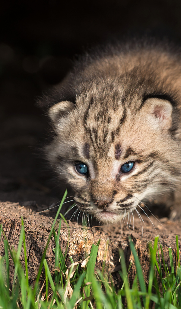 Маленький детеныш рыси крупным планом
