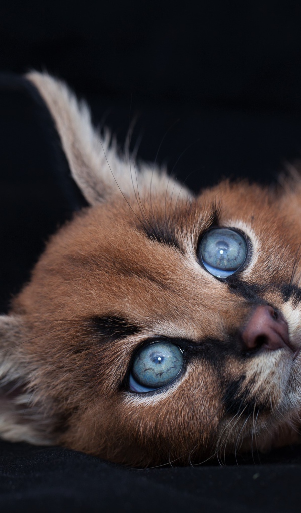 Маленький милый голубоглазый каракал