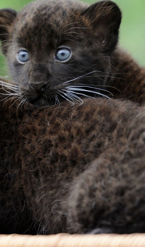 Маленькие забавные черные пантеры 