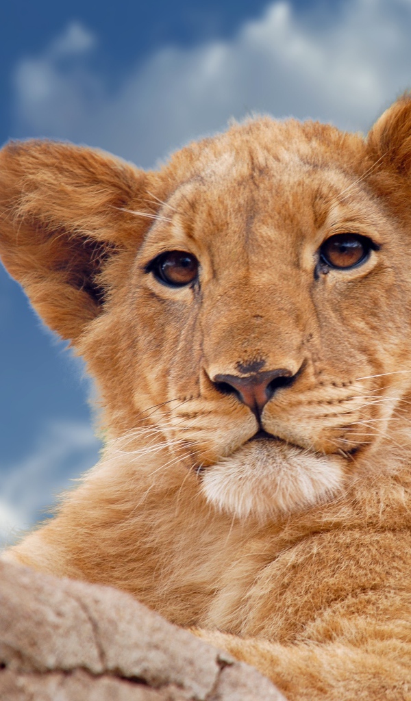 Маленький львенок лежит на фоне голубого неба
