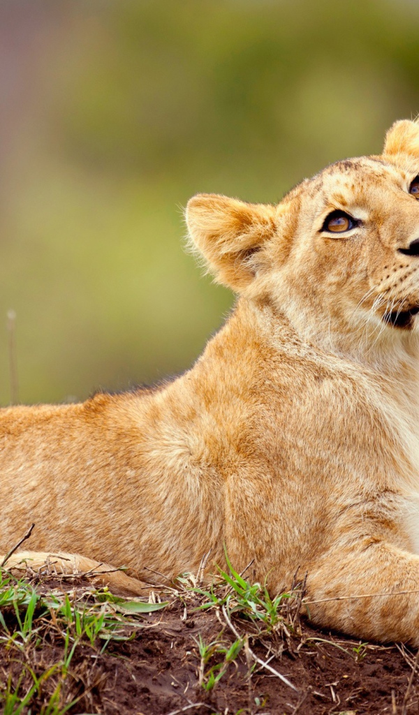 Маленький львенок смотрит вверх 