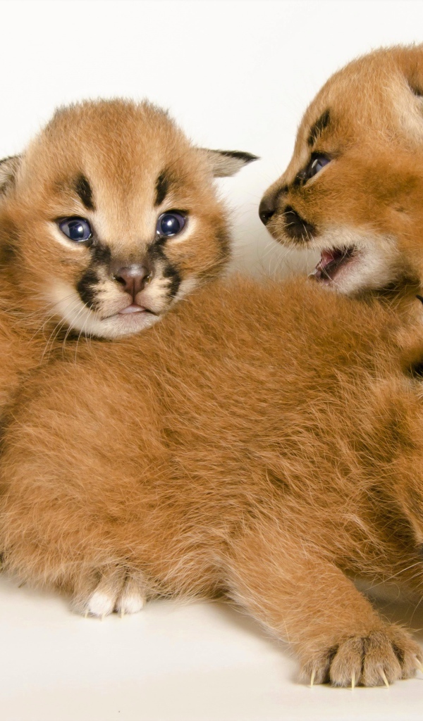 Милые маленькие детеныши каракала на белом фоне