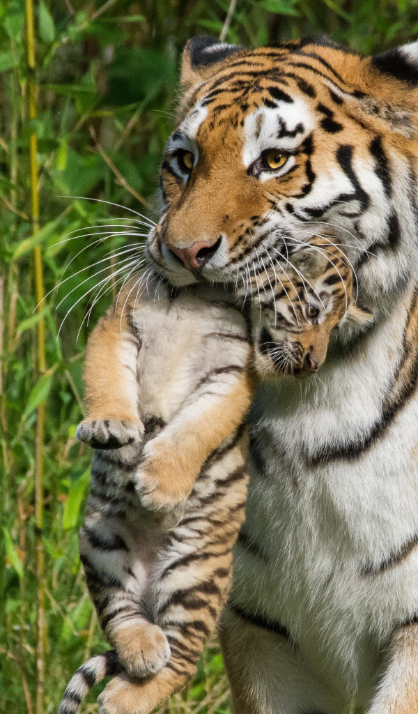 Мама тигрица несет детеныша в зубах