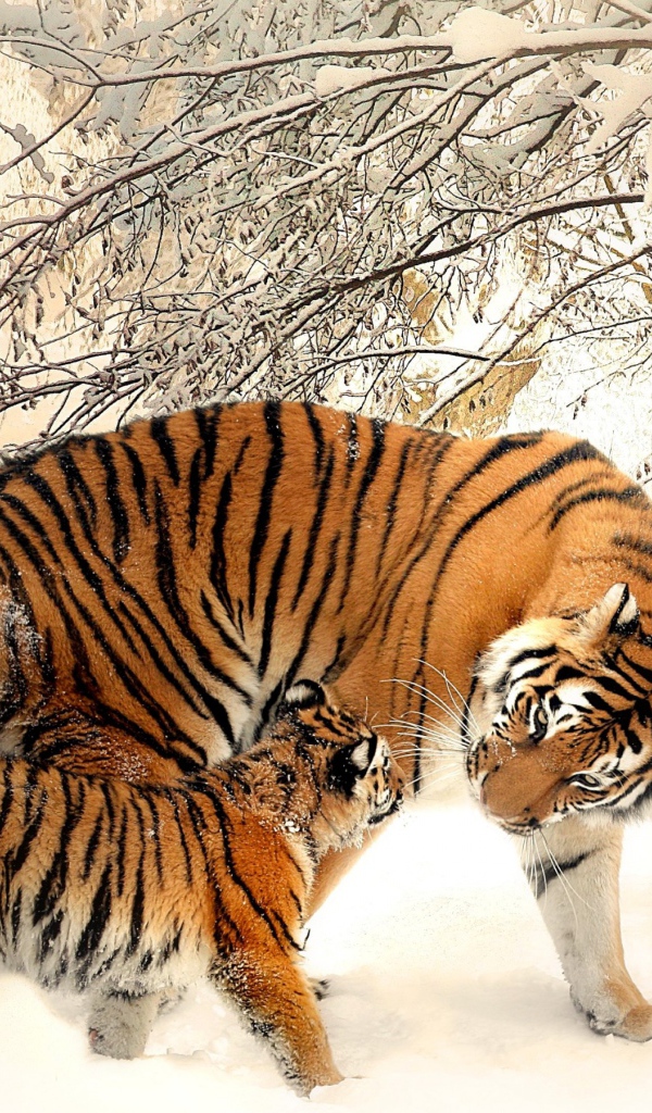 Мама тигрица с маленьким тигренком зимой 
