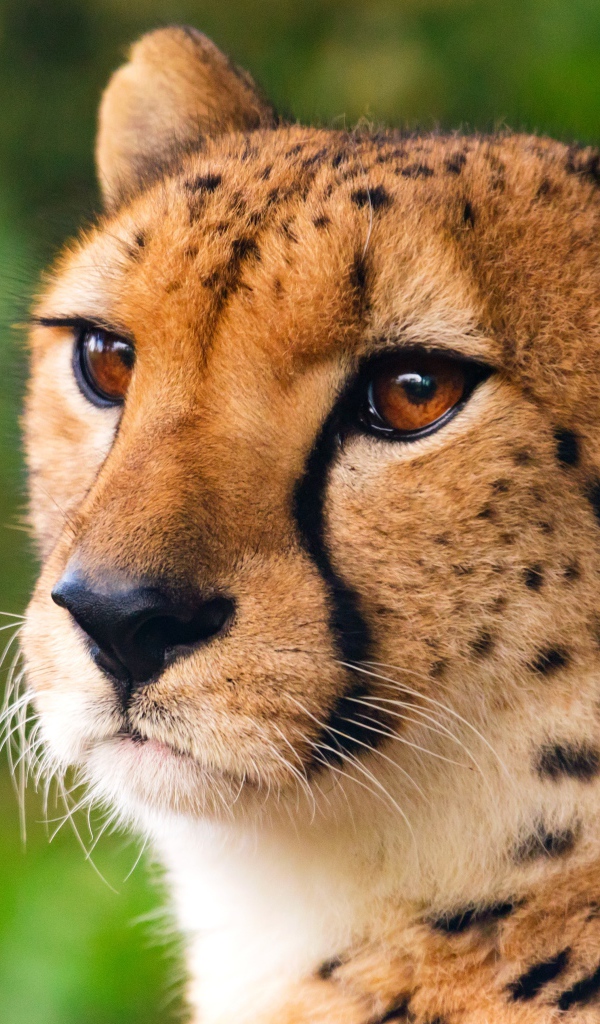 Морда хищного гепарда крупным планом