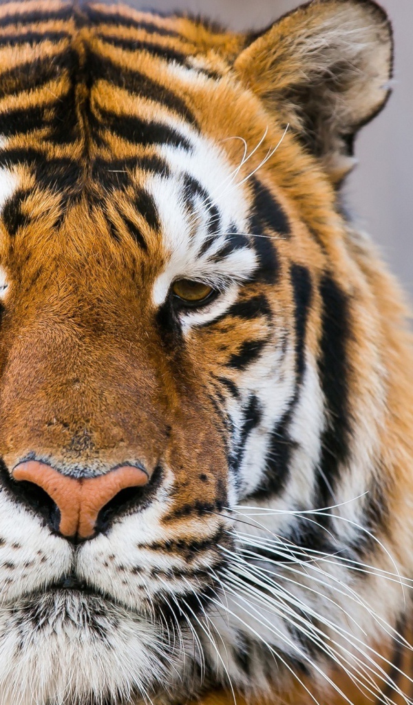 Морда грустного тигра  