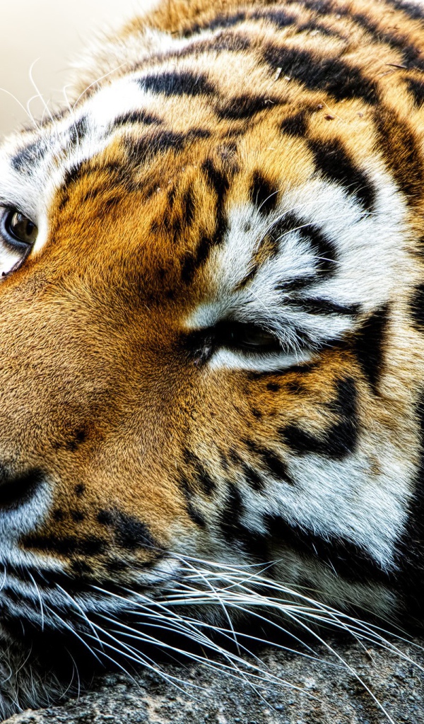 Спящий большой тигр 