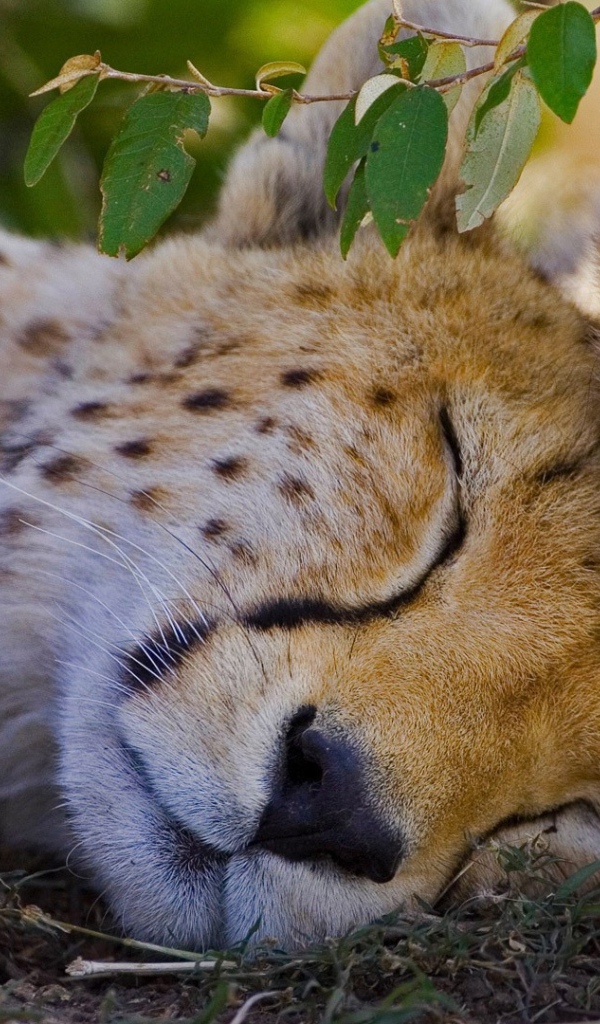 Спящий гепард с детенышем