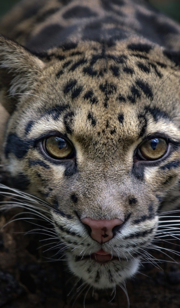 Дымчатый леопард с красивыми глазами 