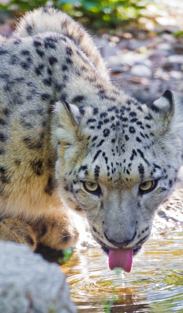 Снежный барс у водопоя