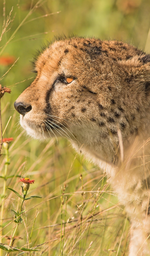 Пятнистый гепард в траве 