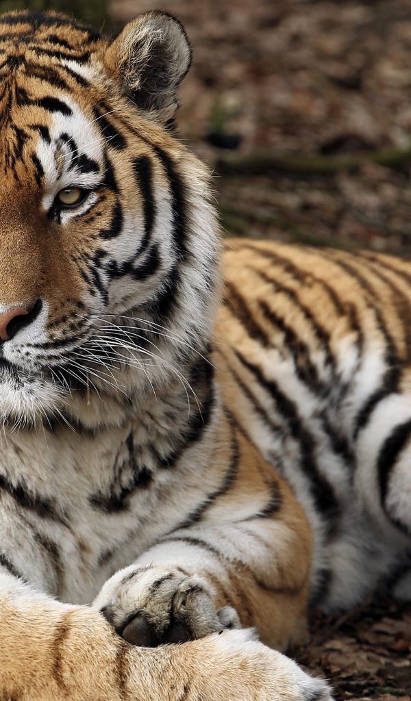 Строгий взгляд большого полосатого тигра