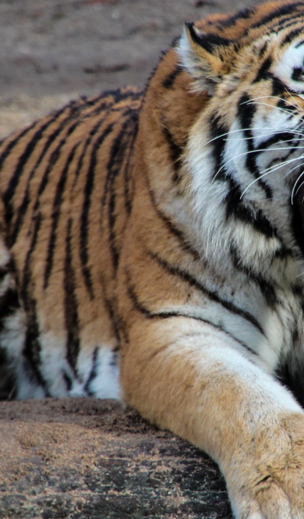 Грозный оскал красивого тигра