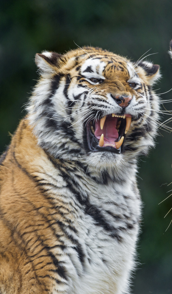 Грозный оскал тигра на соперника