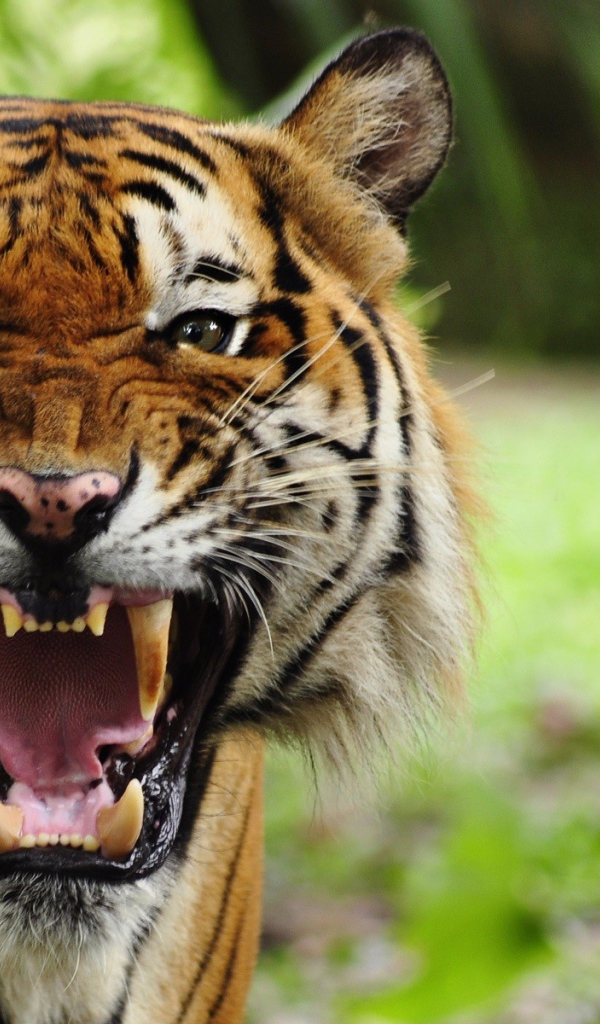 Грозный рычащий большой тигр 