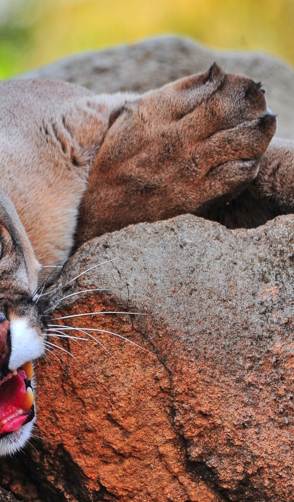 Грозная пума лежит на камне