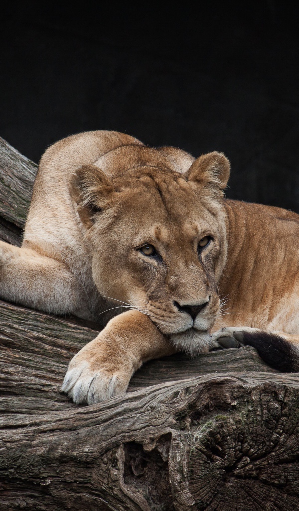 Большая львица лежит на сухом дереве в зоопарке