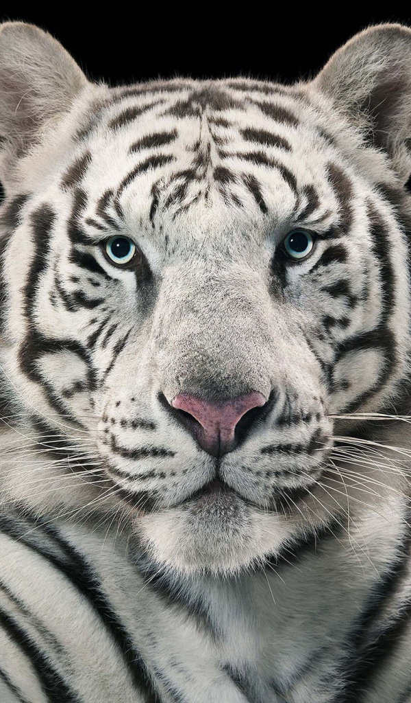 Голубоглазый бенгальский тигр на черном фоне 