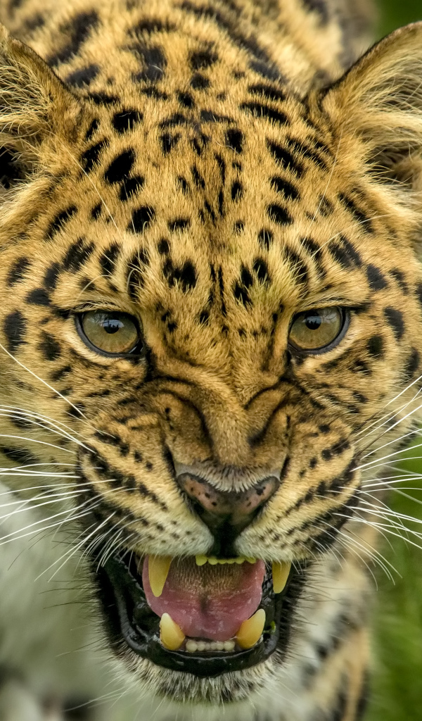 Свирепая морда пятнистого леопарда