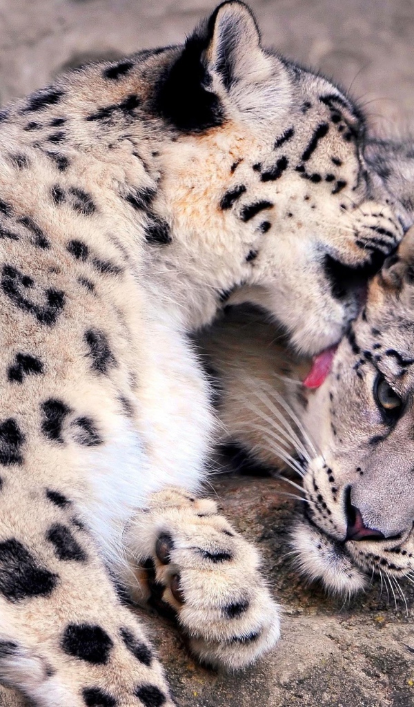 Нежная забота снежных барсов