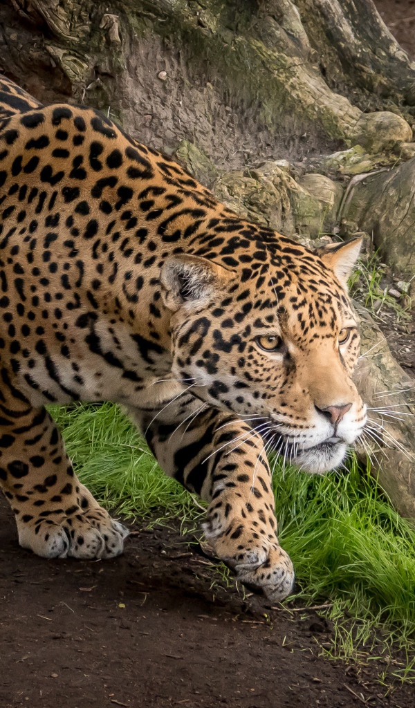 Грациозный леопард охотится за добычей