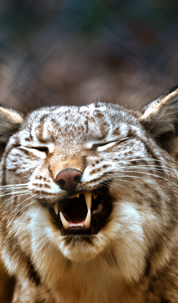 Оскал хищность рыси крупным планом