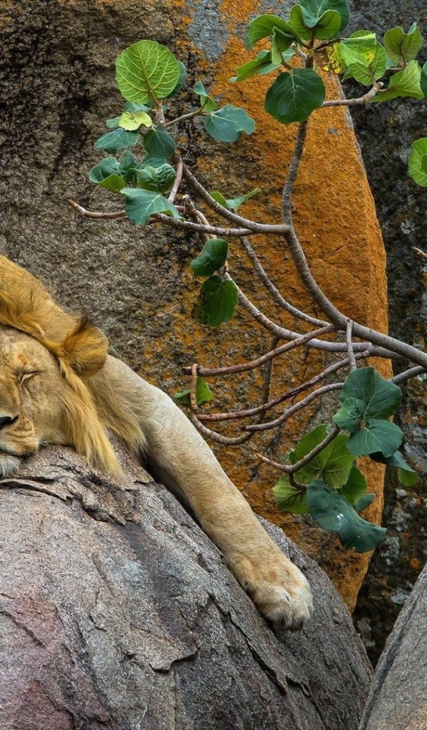 Лев спит на большом камне в зоопарке 