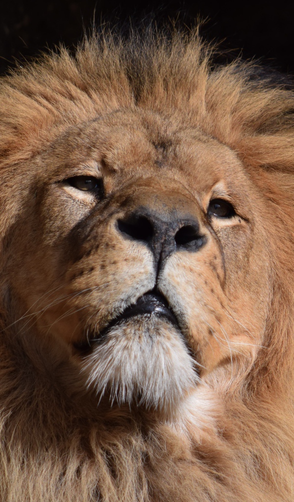 Морда большого серьезного льва