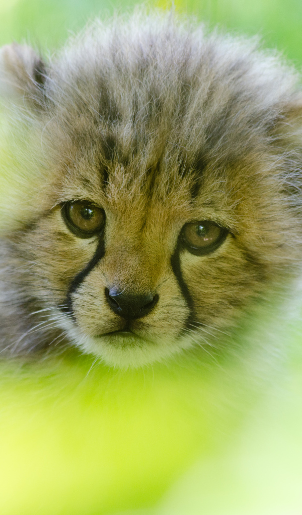 Грустная морда маленького леопарда