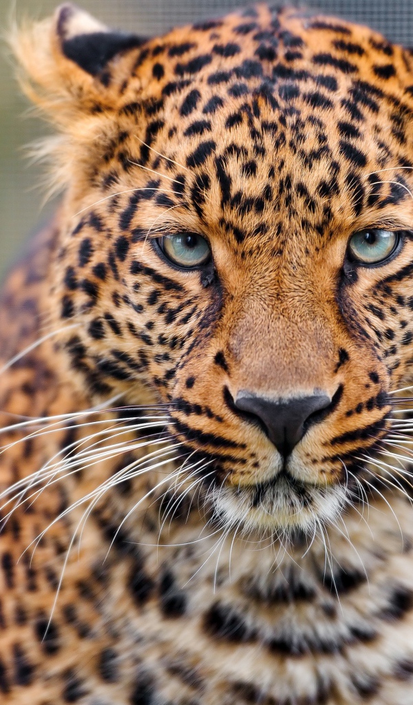 Задумчивая морда леопарда 