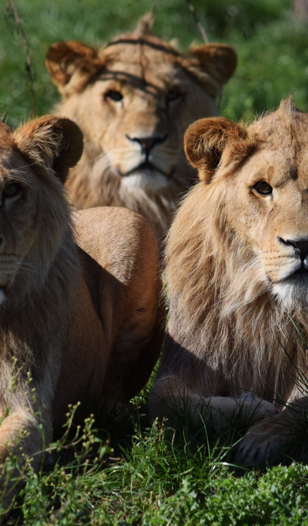 Три львицы лежат на зеленой траве