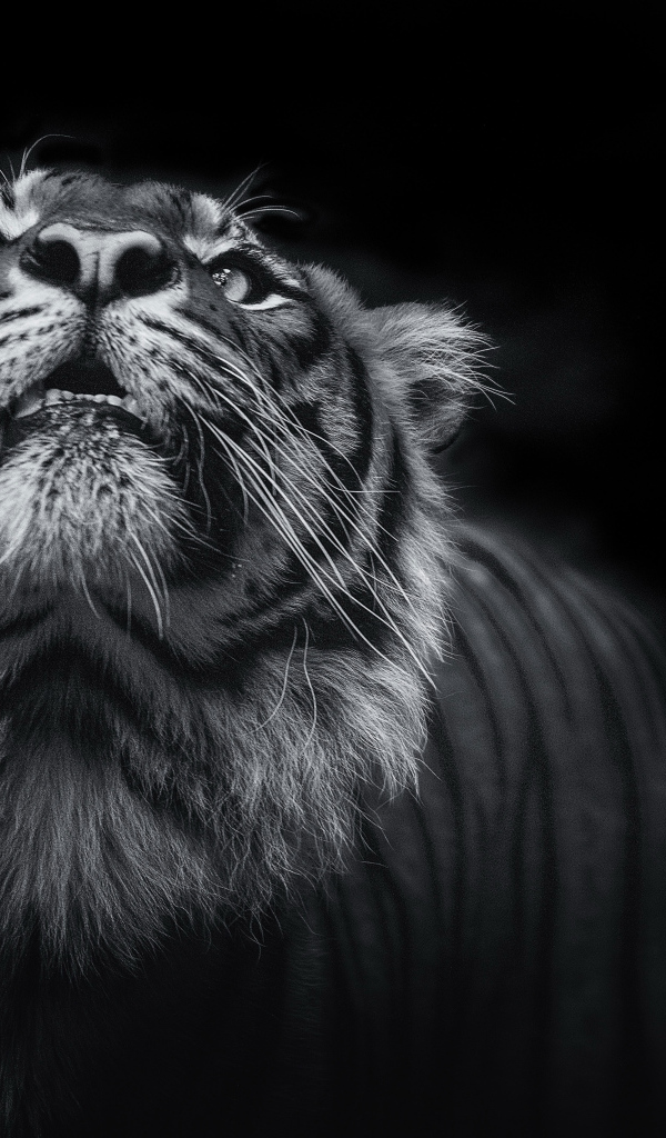 Тигр смотрит вверх  черно - белое фото