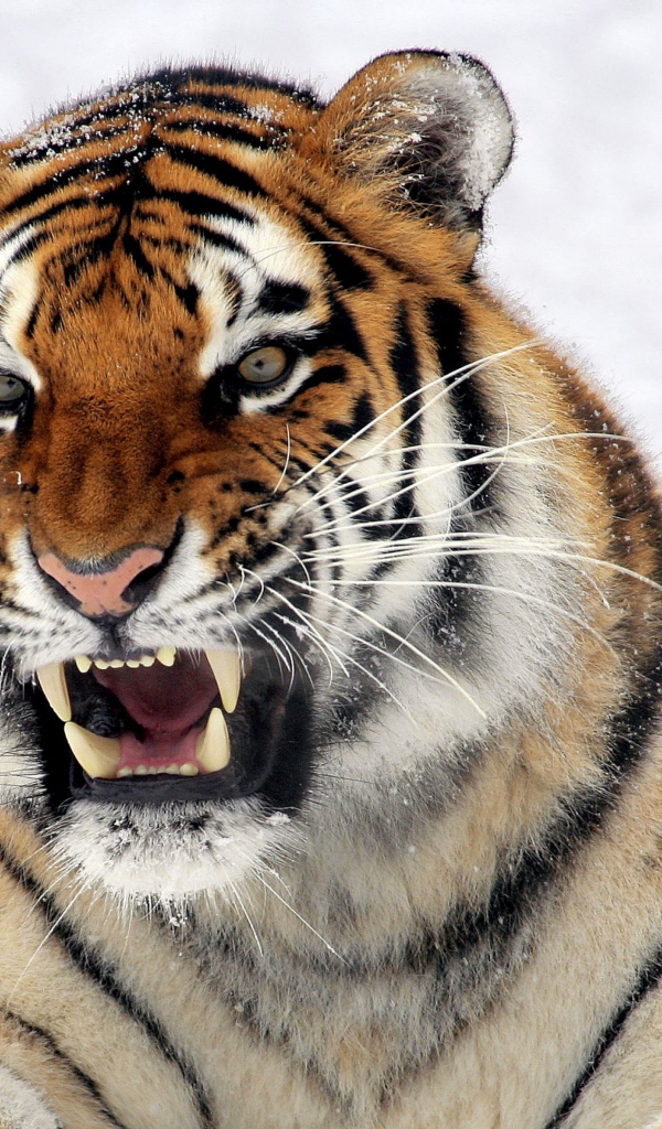 Тигр с грозным оскалом лежит на снегу