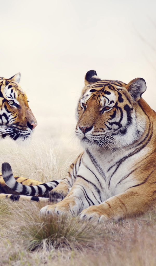 Пара тигров лежит на траве 