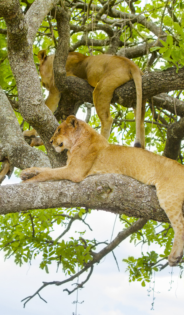 Две красивые львицы лежат на ветках дерева