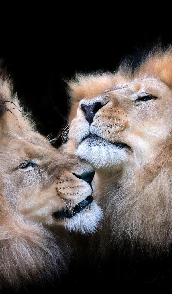 Две морды львов на черном фоне