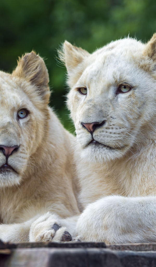 Две белых львицы с голубыми глазами 
