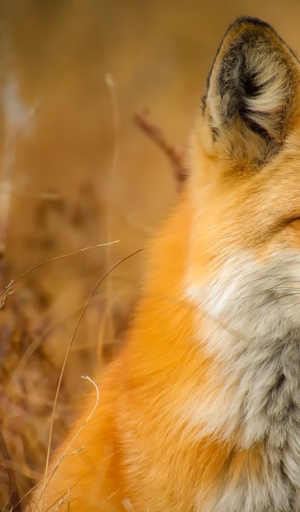 Хитрая морда рыжей лисы 
