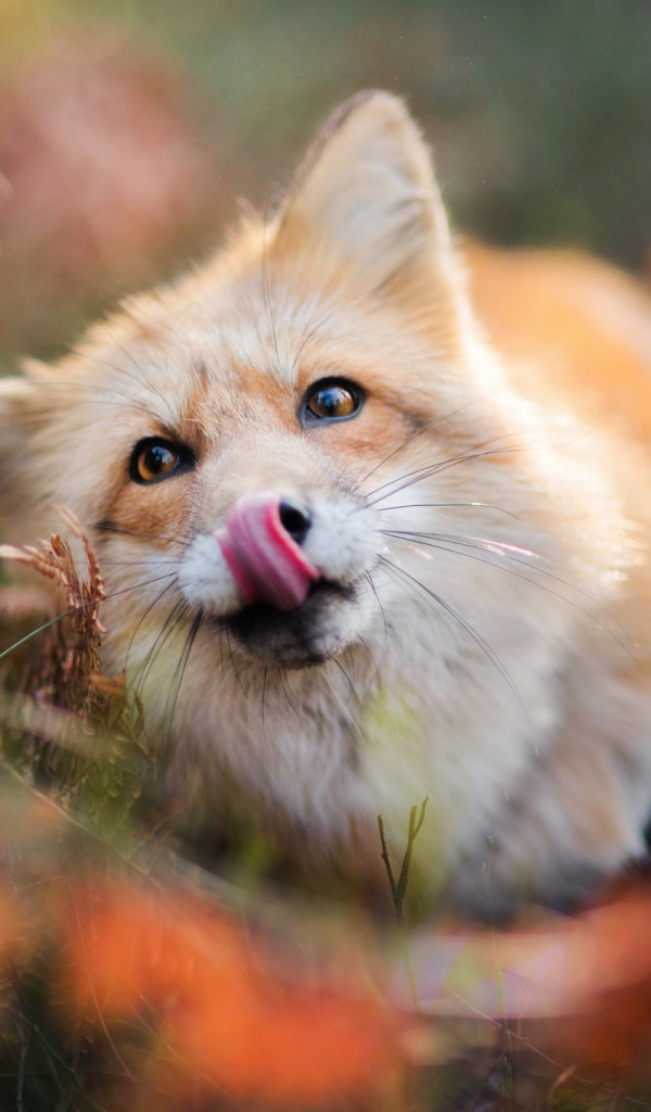 Забавная рыжая лиса с высунутым языком