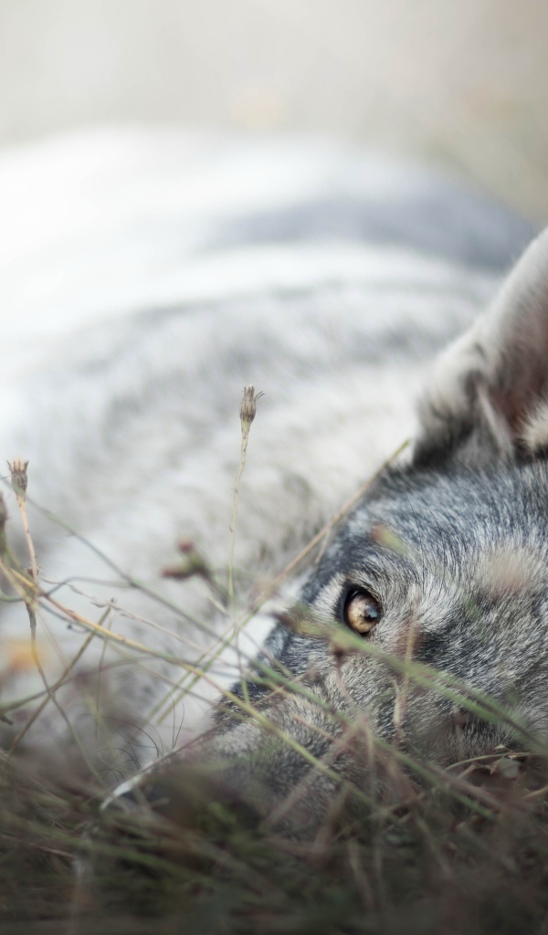 Грустный серый волк лежит на сухой траве